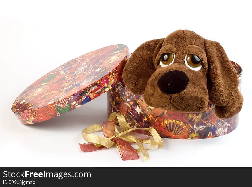 Sad puppy toy in the gift box