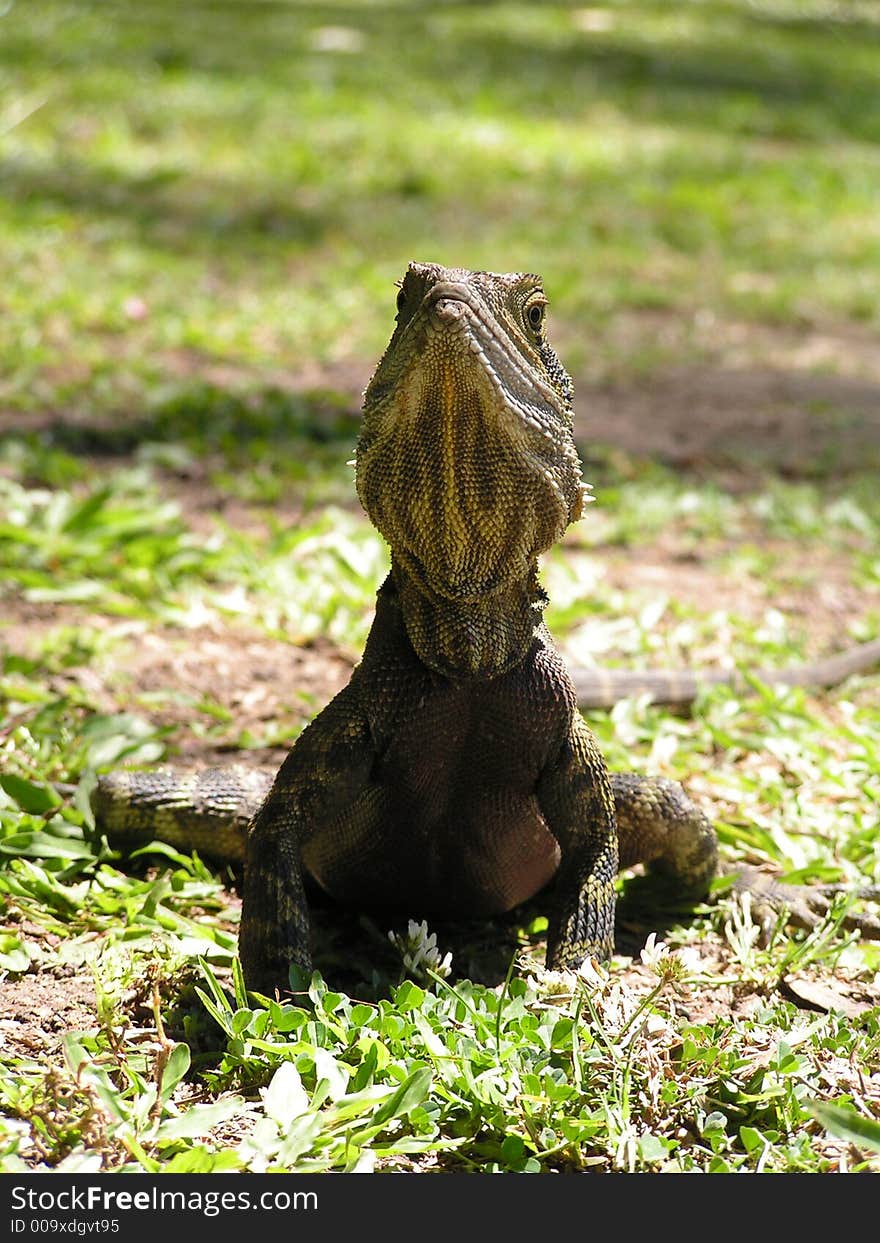 A close up of a young Australian Dragon lizard. A close up of a young Australian Dragon lizard