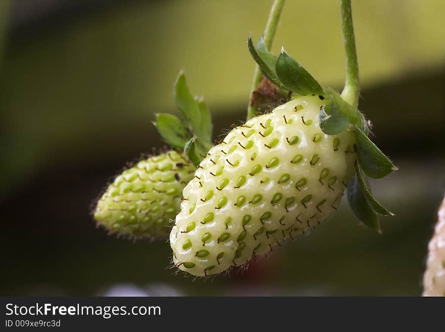 An unripe green strawberry in the farm. An unripe green strawberry in the farm.