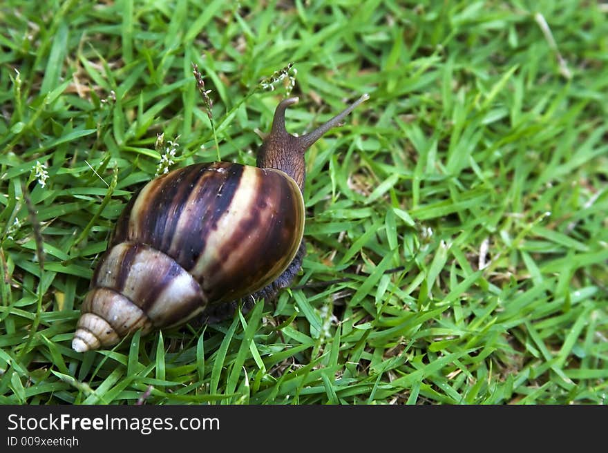 A snail slowly crawling on the grasses.