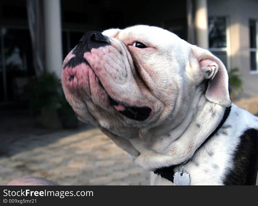 English Bulldog looking sideways with funny look on face