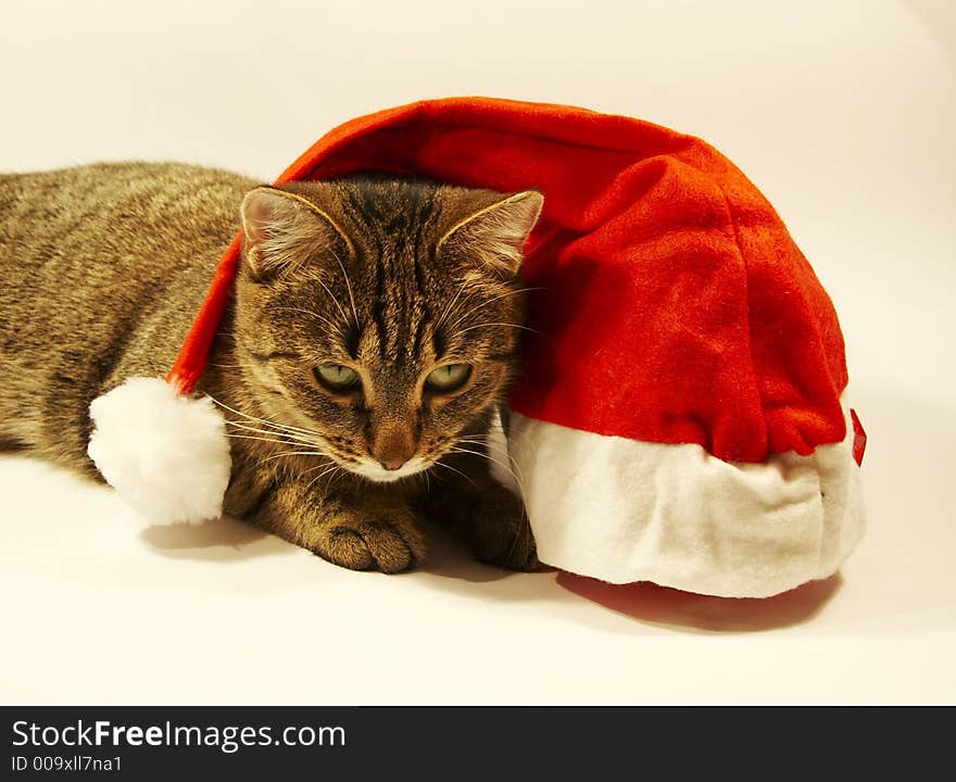 Clause hat and cat of christmas. Clause hat and cat of christmas