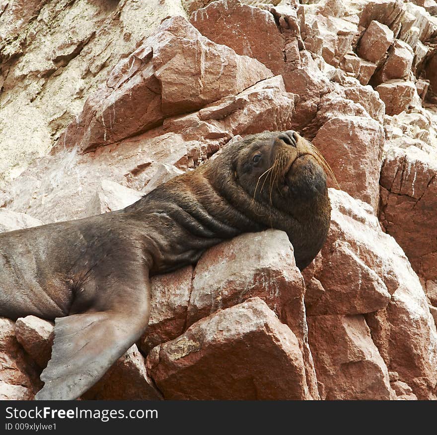 Sea lions overlies on stone