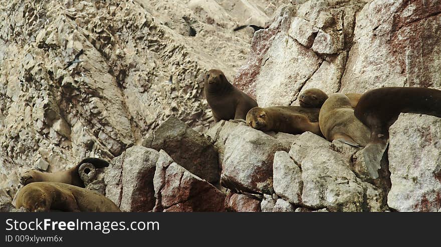 Sea lions overlies on stone