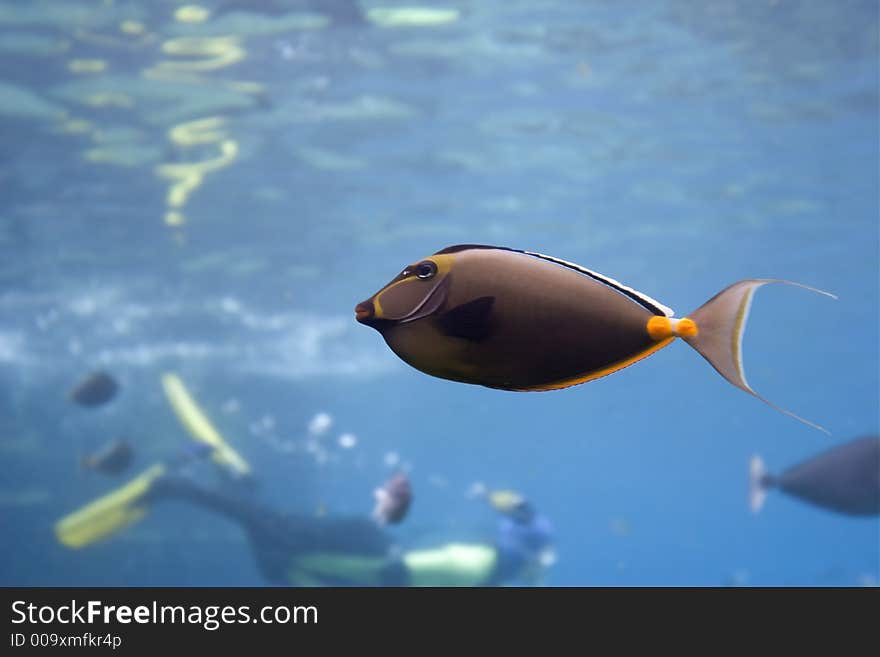 Olive colored Surgeonfish (Acanthurus olivaceus) swimming over coral reef. Olive colored Surgeonfish (Acanthurus olivaceus) swimming over coral reef.