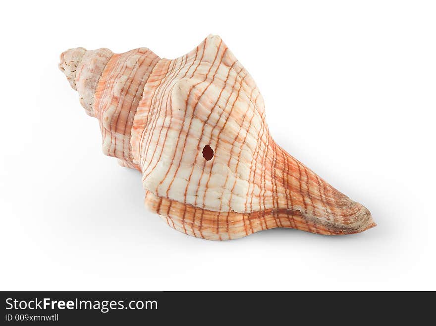 Seashell