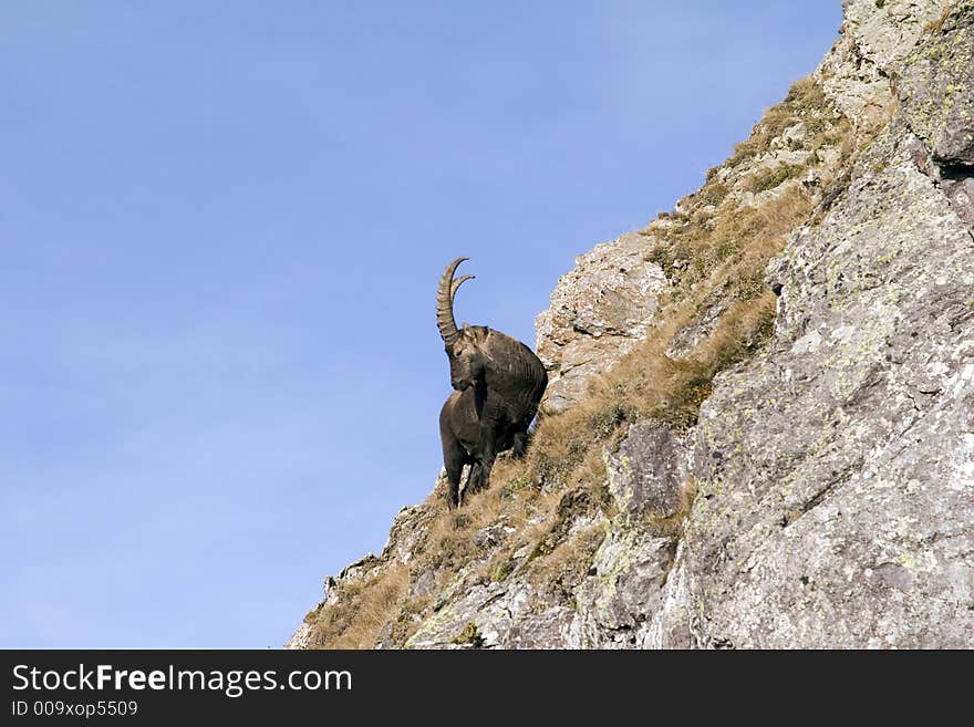 An ibex is looking around