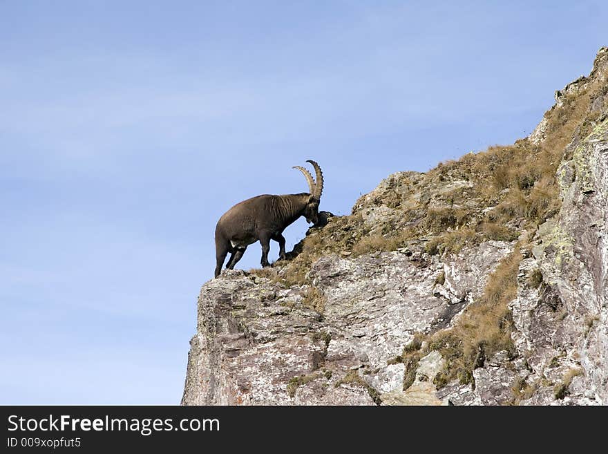 A grazing ibex