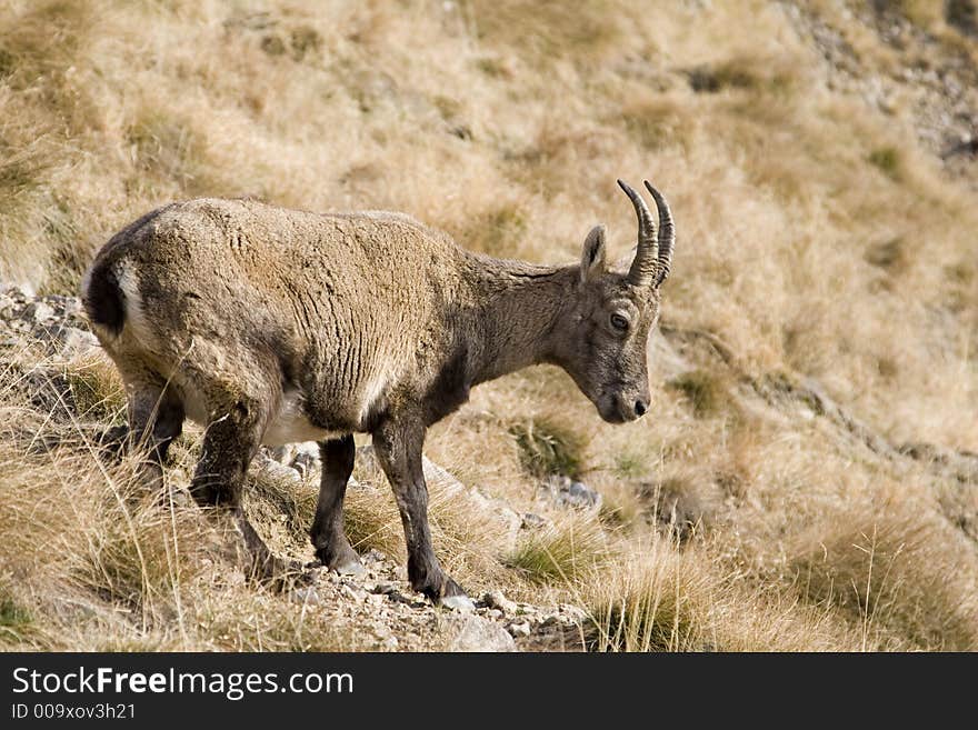 A small ibex walking around