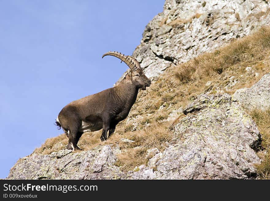 A Male Ibex In Profile