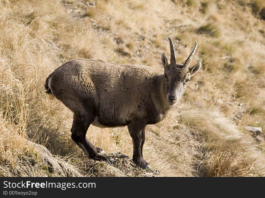 The ibex is looking at me