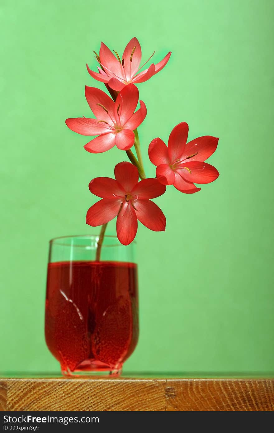 Red lily with green background. Red lily with green background