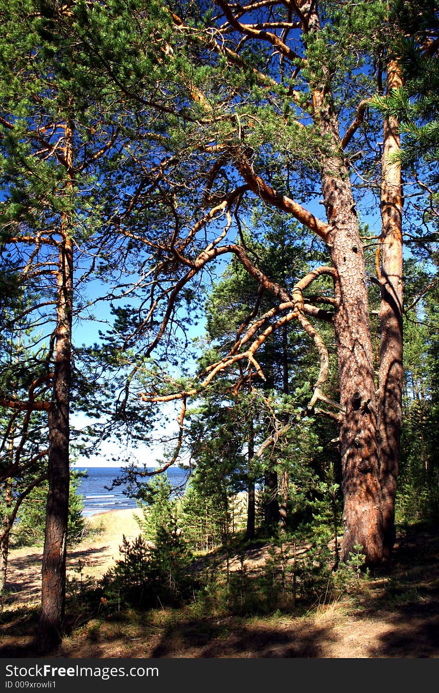 Lake Ladoga which is in the north of Russia, green trees. Lake Ladoga which is in the north of Russia, green trees