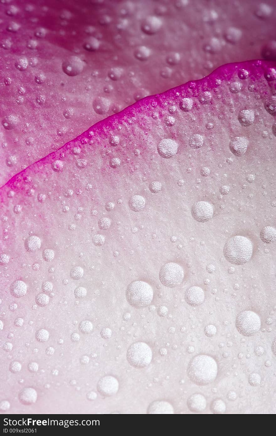 Closeup of pink rose petals covered dew