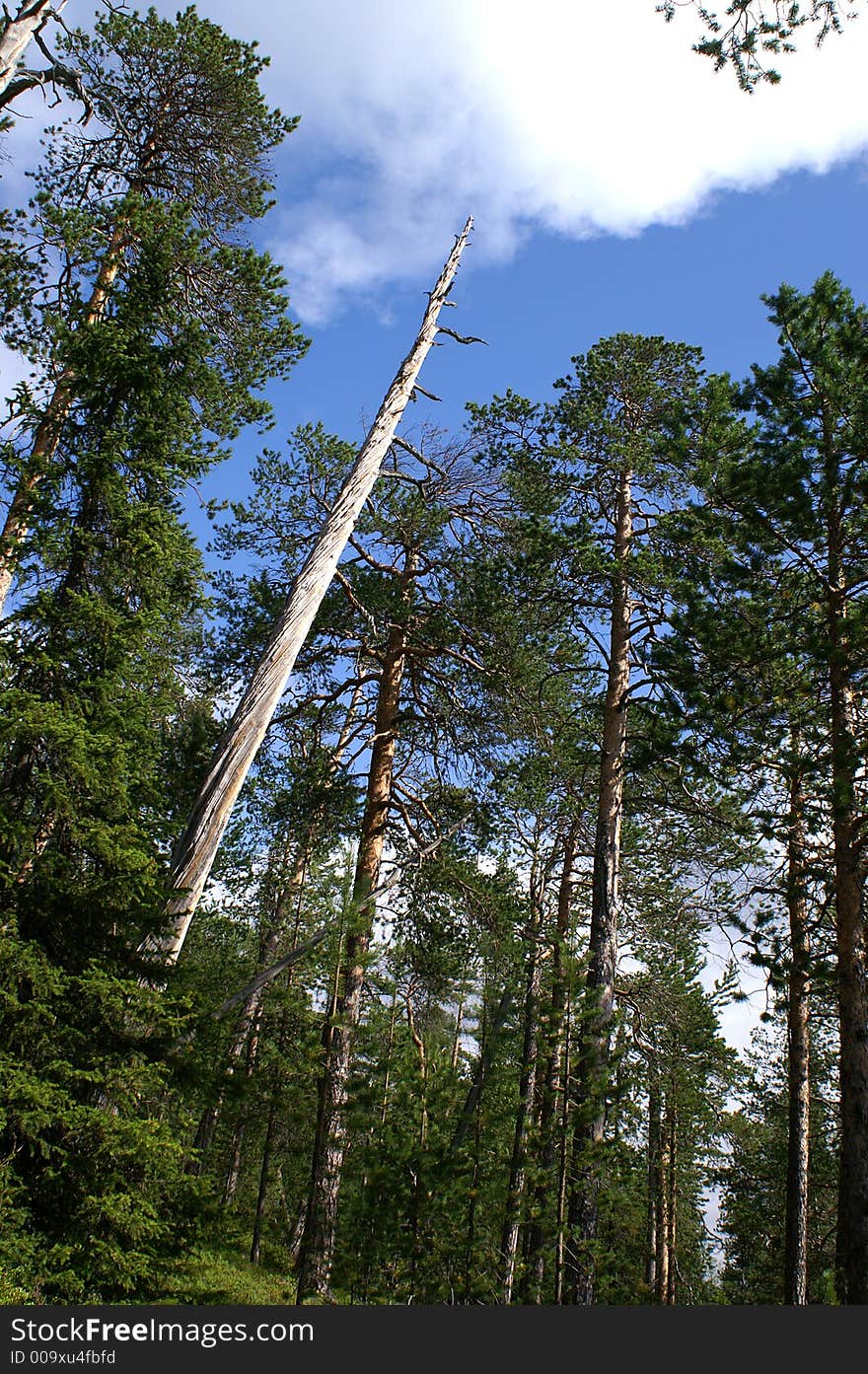 Dead wood up to deep blue sky. Dead wood up to deep blue sky