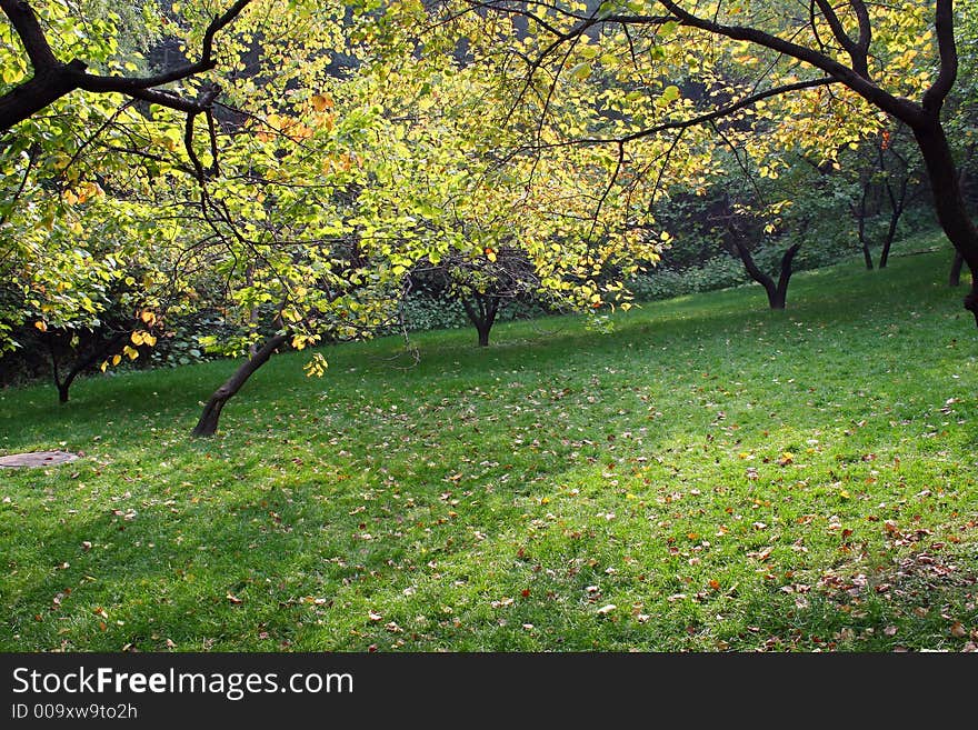 Yellow Leaves