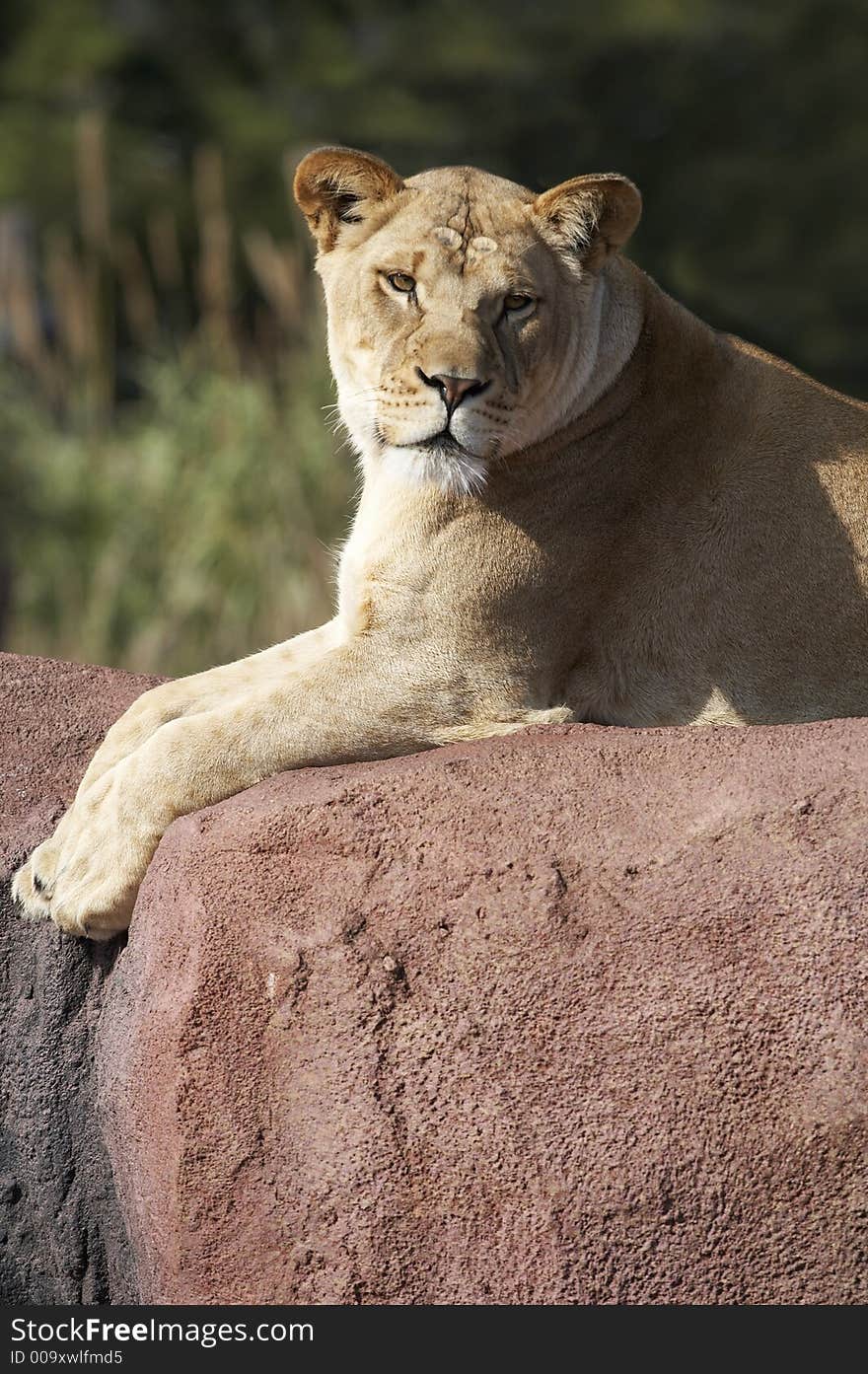 Female Lion