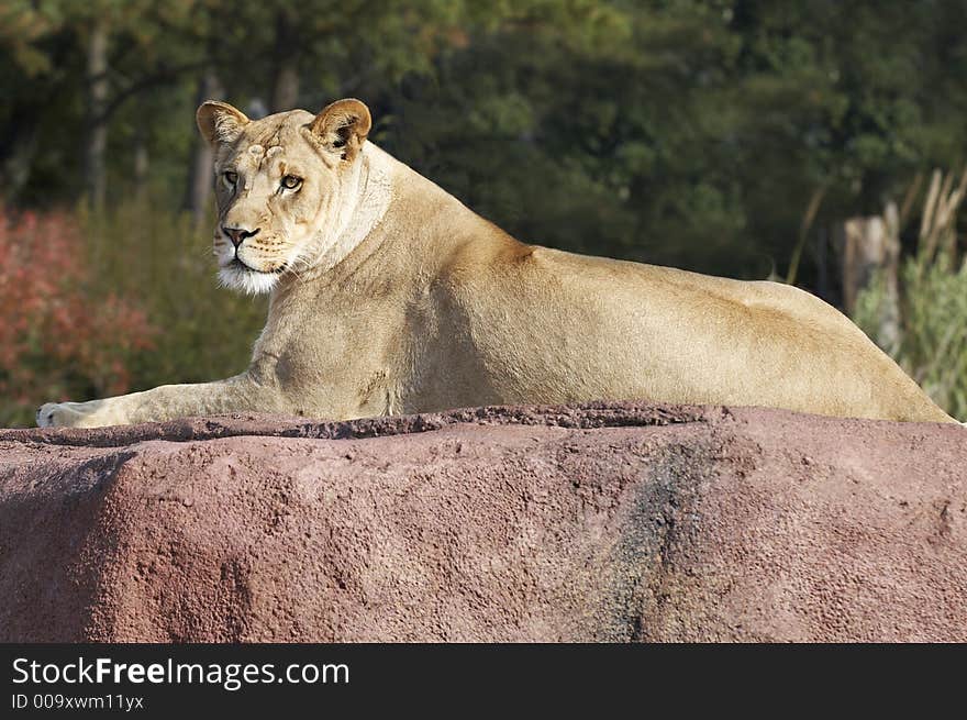 Lioness resting on a rock