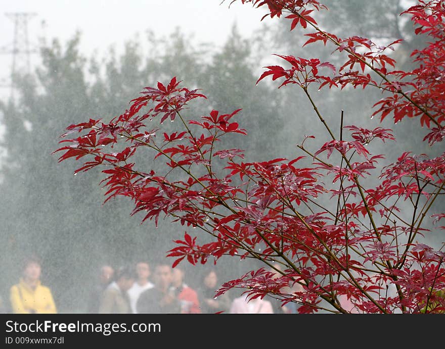 Red leaves