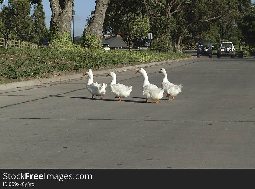 Geese crossing a street