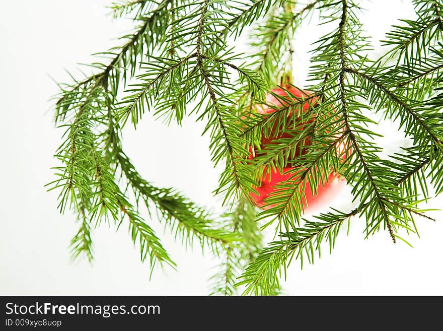 Red ball on a fir branch