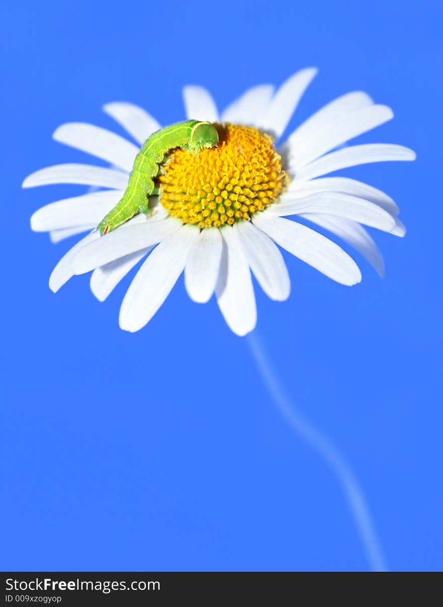 Daisywheel with green caterpillar on turn blue background. Daisywheel with green caterpillar on turn blue background