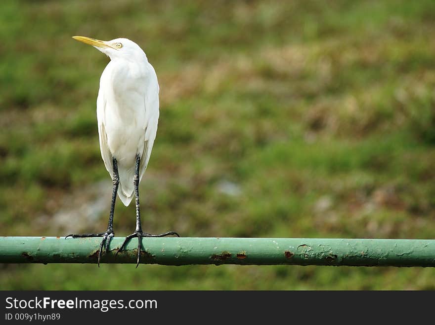 Great egret on railings