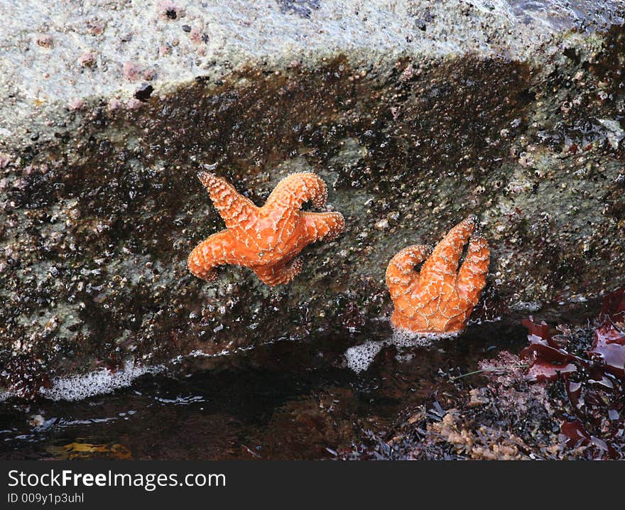 Starfish