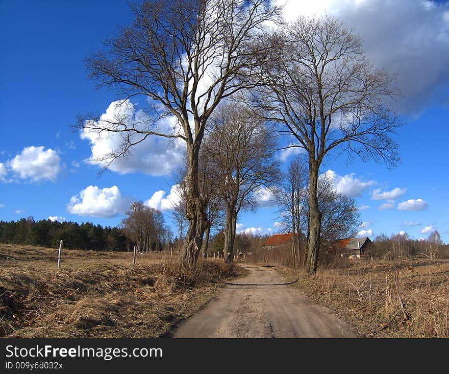 Leafless trees