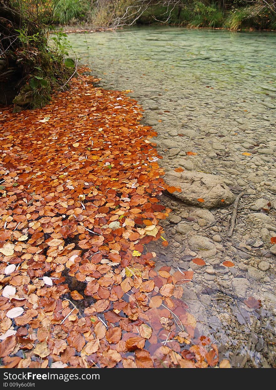 Autumn forest