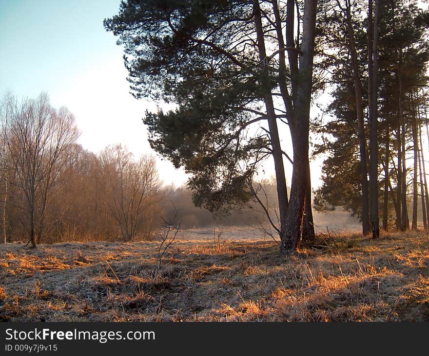 Leafless trees