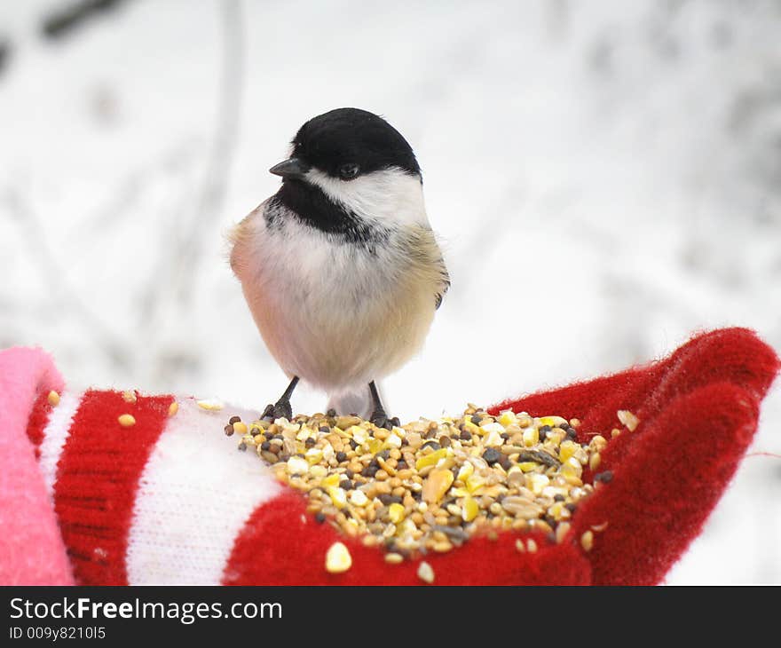 Black Capped Chickadee Feeding