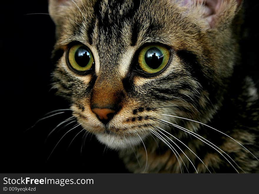 Tabby kitten portrait; intentionally underexposed. Tabby kitten portrait; intentionally underexposed