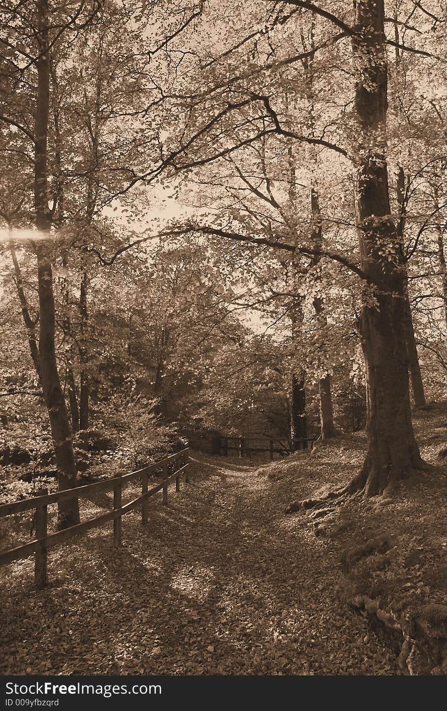 A Walk In the Forest Sepia. A Walk In the Forest Sepia