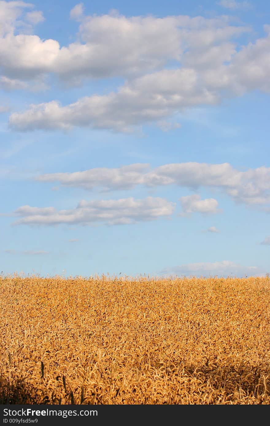 Golden wheat field and blue skies