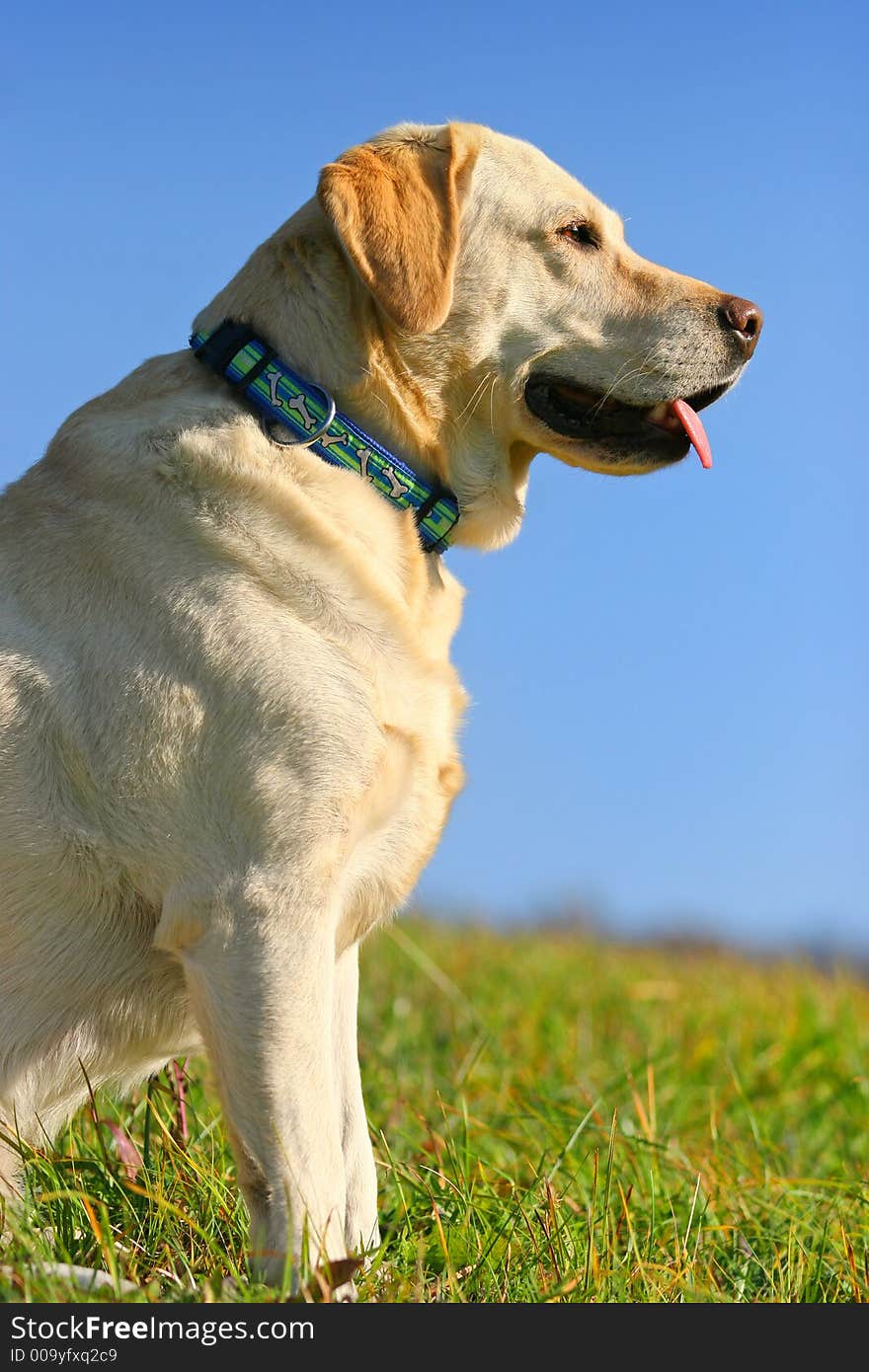 Yellow Labrador retriever sitting and enjoying the view