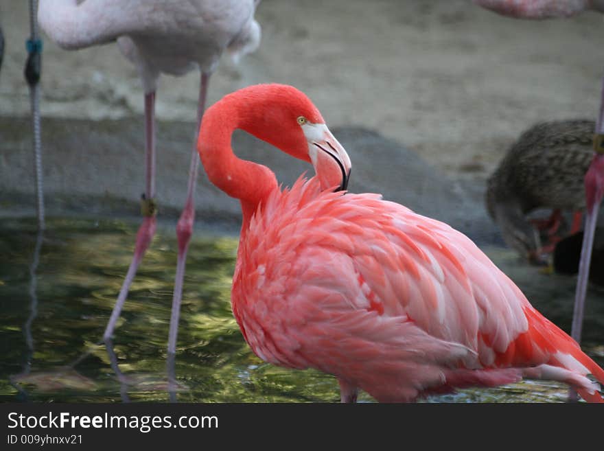 Red, white flamingo with large beaks