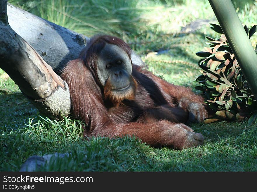 An orangutan sits on a tree relaxing