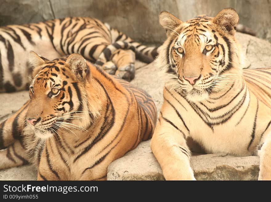 Tigers staring at passer byes. Tigers staring at passer byes