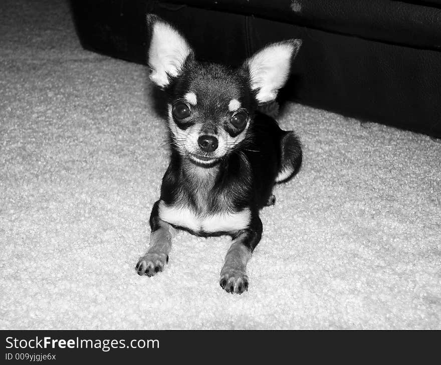 He is a teacup Chihuahua who loves to run around. He is a teacup Chihuahua who loves to run around.