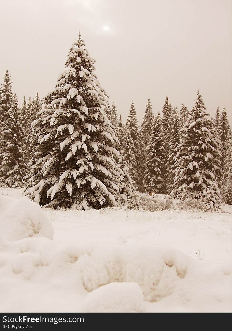 Winter landscape in a brown