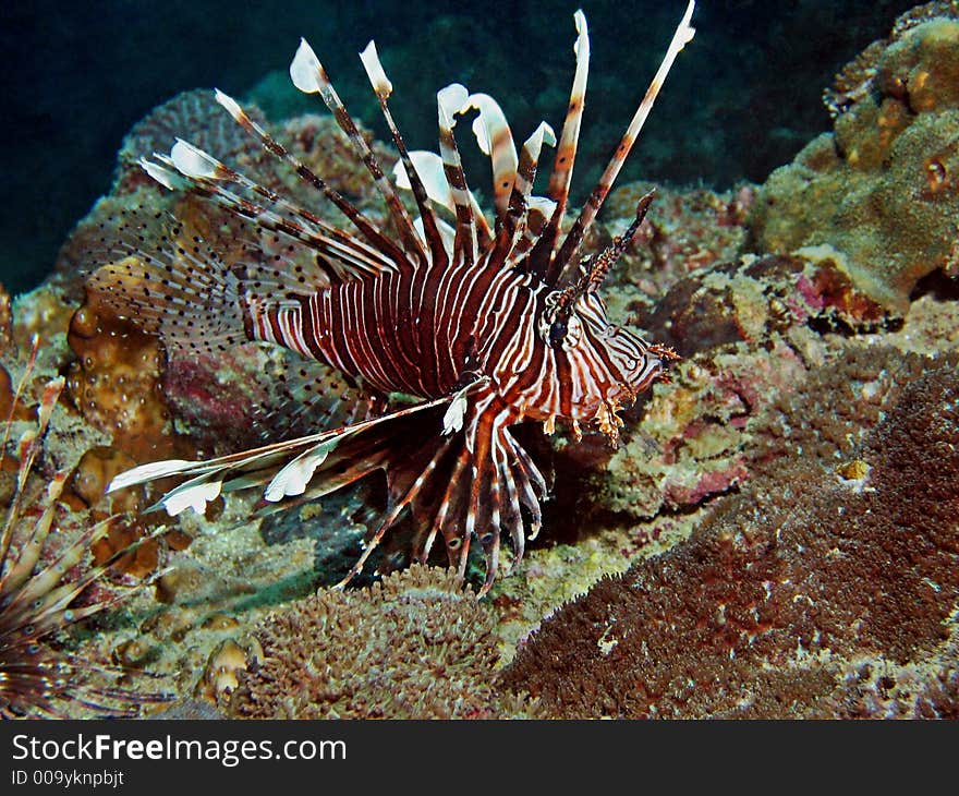 Common Lionfish