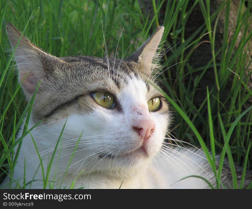 A cat in a park