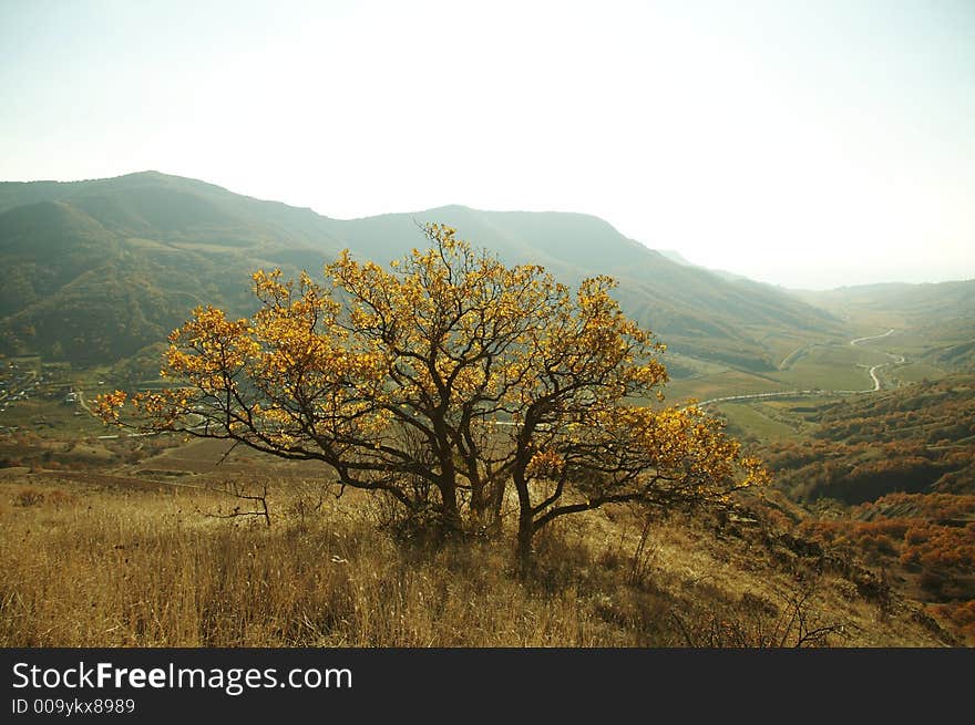 Mountain and tree  in Crimea. Mountain and tree  in Crimea