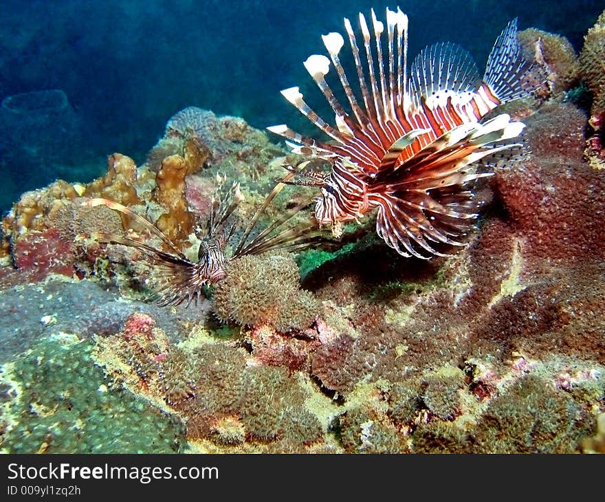 Lionfish Habitat