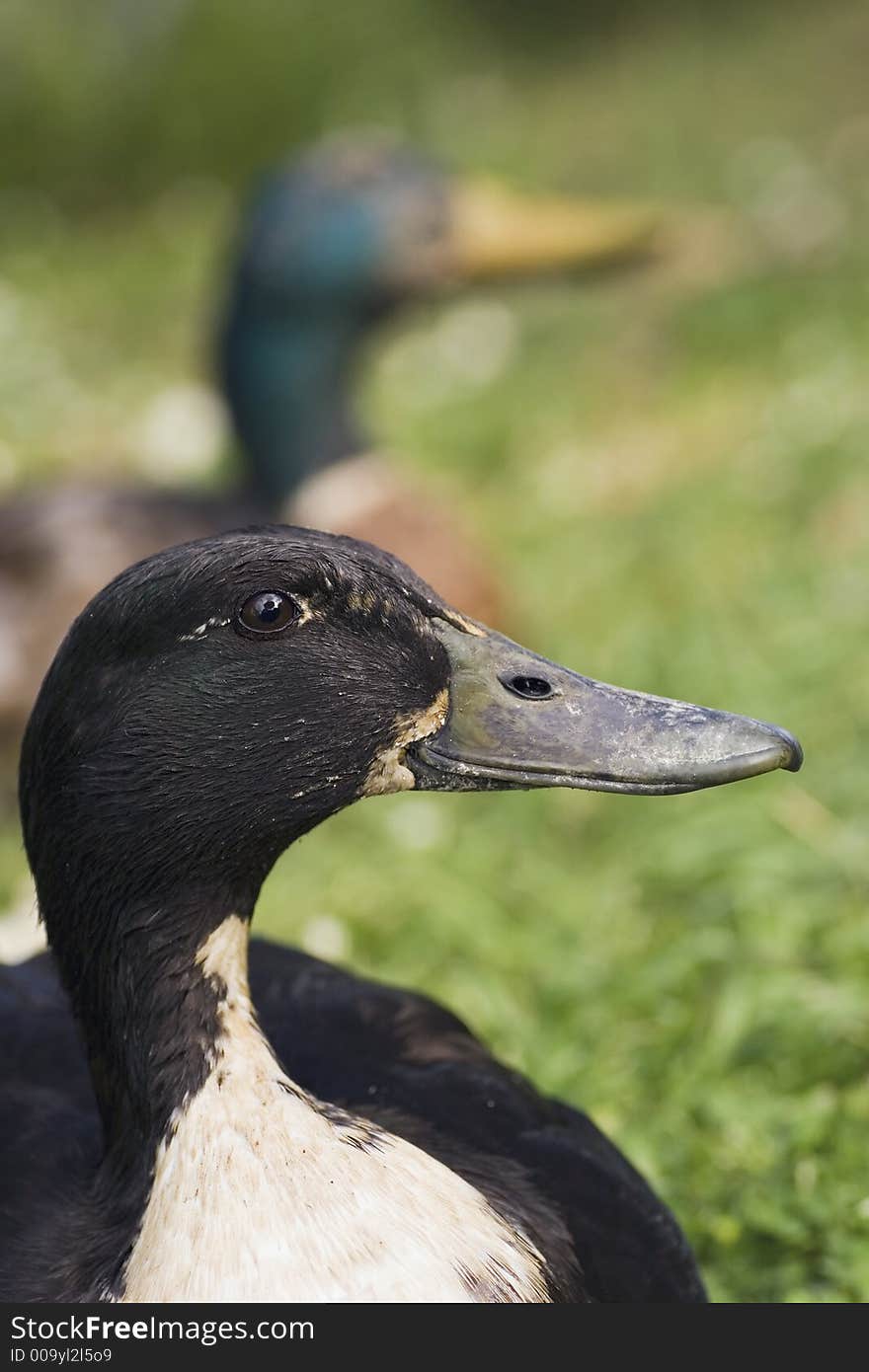 Two ducks visited me in my backyard, I gave them food - they modelled for me. Two ducks visited me in my backyard, I gave them food - they modelled for me.