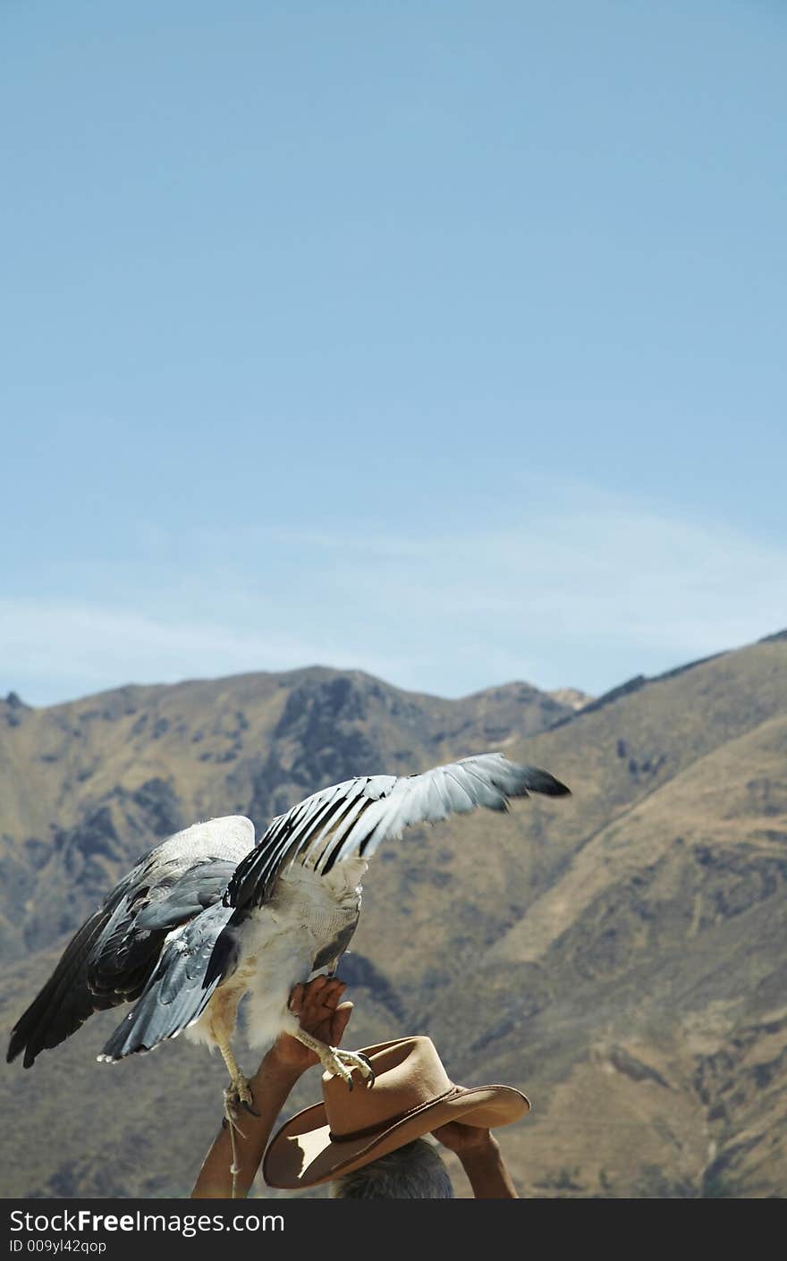 Grey hawk on the hat