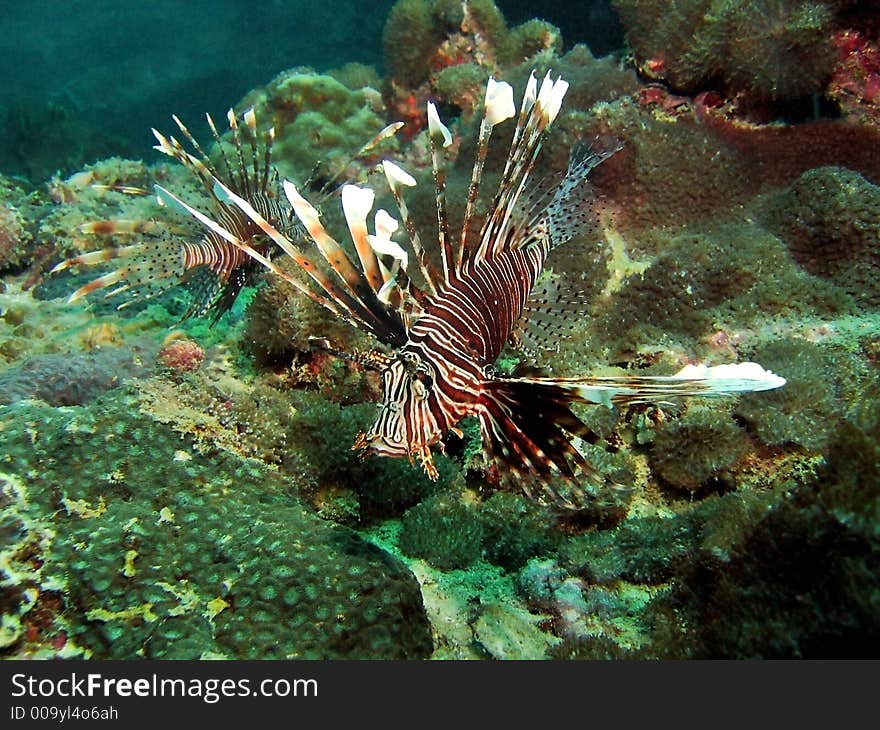 Common Lionfish