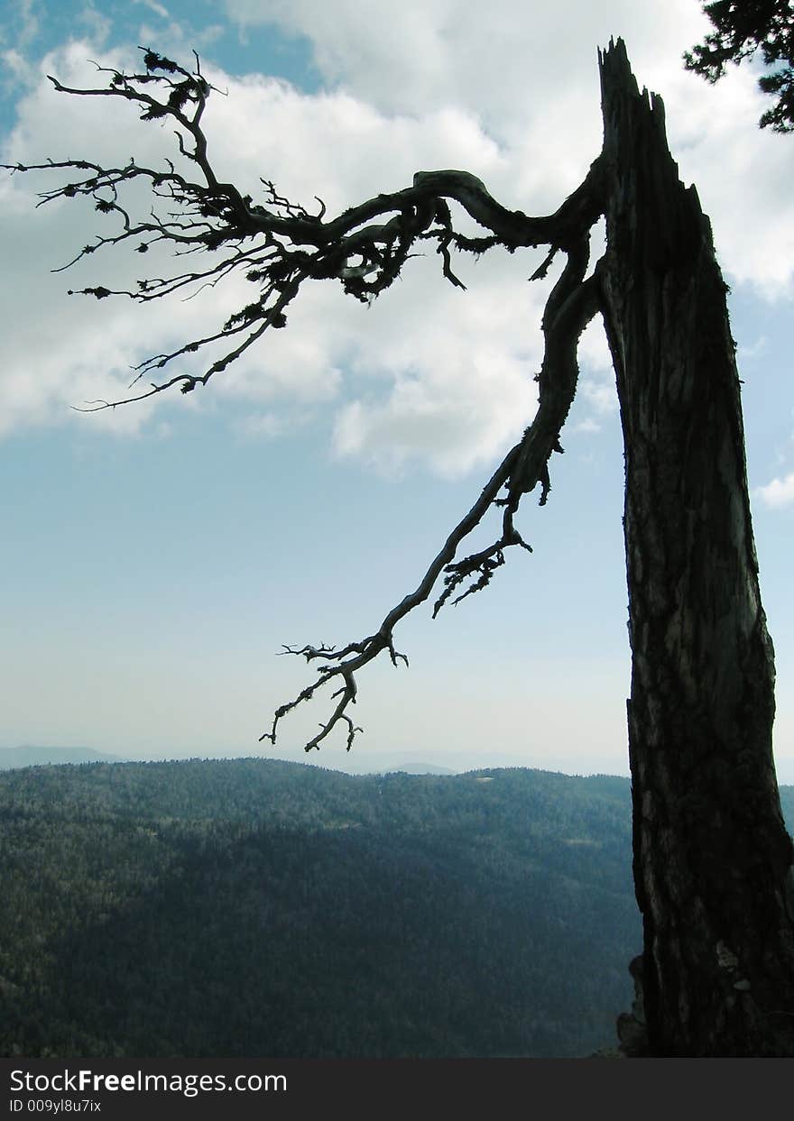 Alone old tree in Caucasus mountain. Alone old tree in Caucasus mountain