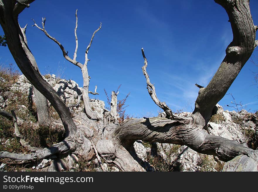 Alone old tree in the mountain